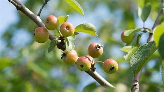Image result for Malus Hillieri