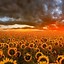 Image result for Aesthetic Sunflower Computer Background