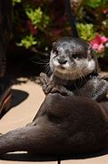 Image result for Otter Poses