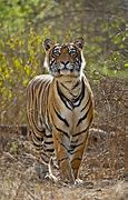 Image result for Bengal Tiger Stalking