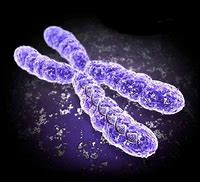 Image result for chromosom_19