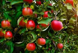 Image result for Apple Tree in Cyprus