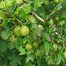 Image result for Ribes uva-crispa Aureus