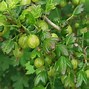 Image result for Ribes uva-crispa Greenfinch