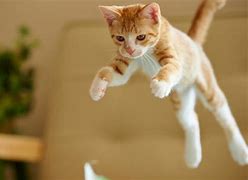 Image result for Happy Cat Jumping