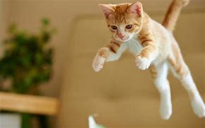 Image result for Cat Jumping