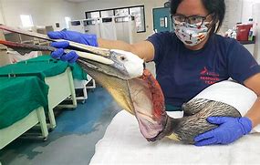 Image result for Pelican Cleaning Pouch