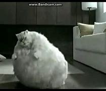 Image result for World's Fattest Cat Dancing