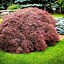 Image result for Plant Japanese Maple Trees