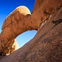Image result for Wildlife in Spitzkoppe