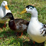 Image result for Ducks in a Row