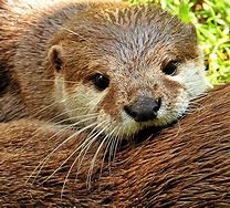 Image result for Otter in a Box