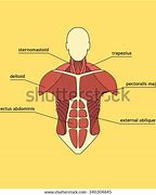 Image result for Circular Muscle