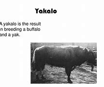 Image result for Yakalo