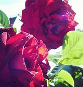 Image result for Red Rose Flower