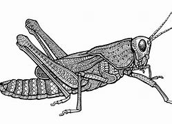 Image result for Grasshopper Line Drawing