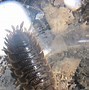 Image result for Isopod Roly Poly