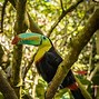 Image result for Aves De Colombia