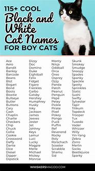 Image result for Top Boy Cat Names