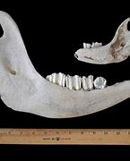Image result for Cow Jaw Bone