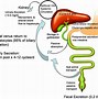 Image result for Ibat Bile Acid