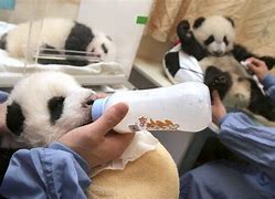 Image result for Artic Rare Pandas