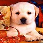 Image result for Christmas Wallpaper with Dogs