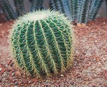 Image result for Cactus Nature