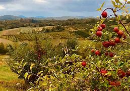 Image result for Apple Farms in Florida