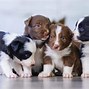 Image result for Small Dog and Chew Toy