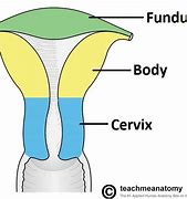 Image result for Cervix Parts