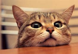 Image result for Funny Cat Face and Cute
