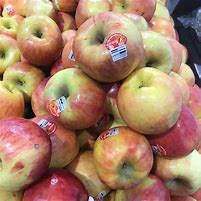 Image result for Autum Glory Apple