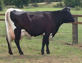 Image result for Rare Beef Cattle Breeds
