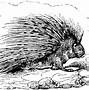 Image result for Porcupine Coloring Pages Printable
