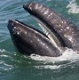 Image result for Toothed Whale Types