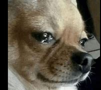 Image result for Dog Cry Meme