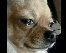 Image result for Dog Crying Meme with Bangs