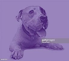 Image result for Blue Chevron Pit Bull