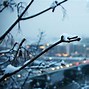 Image result for Cold Weather Pics