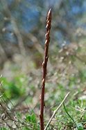 Image result for Asparagus acutifolius