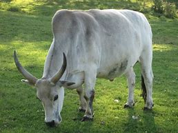 Image result for Zebu Cow Uganda