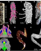 Image result for Isopod Fossil