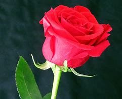 Image result for Gambar Bunga Merah