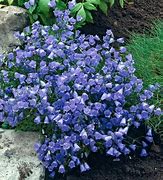 Image result for Campanula cochleariifolia Jingle Blue