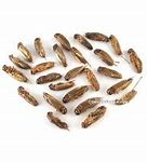 Image result for Dehydrated Crickets