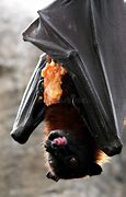 Image result for Fruit Bat Ears
