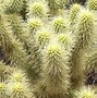 Image result for Cactus in Flagstaff