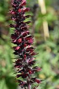 Echium amoenum Red Feathers-এর ছবি ফলাফল