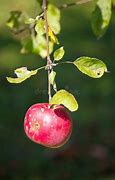 Image result for Single Red Apple On Tree